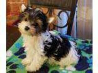 Yorkshire Terrier Puppy for sale in Denison, TX, USA