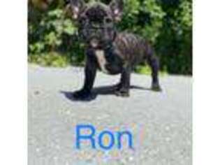 French Bulldog Puppy for sale in Beltsville, MD, USA