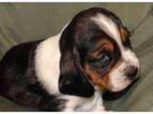 Basset Hound Puppy for sale in Millsap, TX, USA