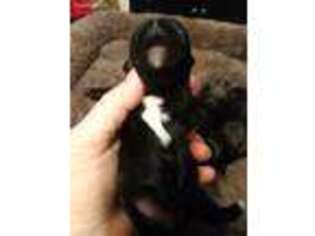 Shorkie Tzu Puppy for sale in Elgin, SC, USA