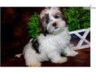 Shorkie Tzu Puppy for sale in Sioux City, IA, USA