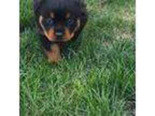 Rottweiler Puppy for sale in Cecil, PA, USA