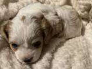 Cavapoo Puppy for sale in Sulphur Springs, TX, USA