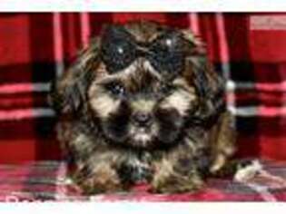 Yorkshire Terrier Puppy for sale in Iowa City, IA, USA