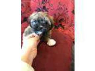 Havanese Puppy for sale in Lake Orion, MI, USA
