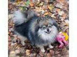 Pomeranian Puppy for sale in Maben, MS, USA