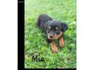 Rottweiler Puppy for sale in Holmesville, OH, USA
