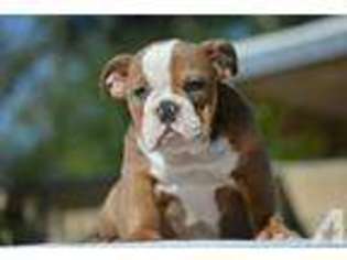 Bulldog Puppy for sale in SANTA MONICA, CA, USA