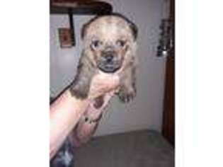 Norwich Terrier Puppy for sale in Radford, VA, USA