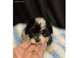 Shorkie Tzu Puppy for sale in Arlington, VA, USA