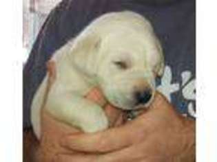 Labrador Retriever Puppy for sale in Appling, GA, USA