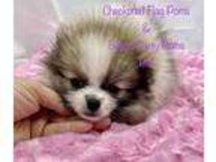 Pomeranian Puppy for sale in Whitewright, TX, USA