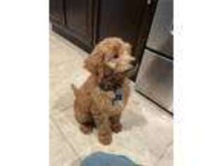 Goldendoodle Puppy for sale in Leesburg, FL, USA