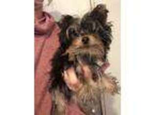 Yorkshire Terrier Puppy for sale in Altus, AR, USA