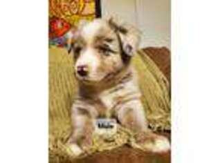 Miniature Australian Shepherd Puppy for sale in Clarksville, MI, USA