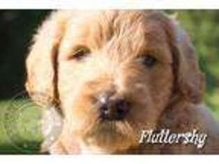 Goldendoodle Puppy for sale in Central, SC, USA