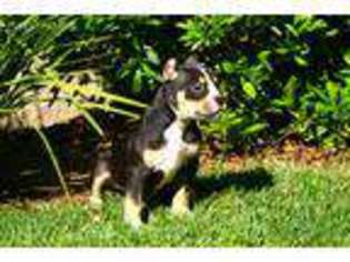 Mutt Puppy for sale in Gilroy, CA, USA