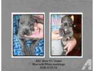 Great Dane Puppy for sale in LITTCARR, KY, USA