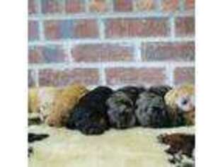 Irish Setter Puppy for sale in Citronelle, AL, USA