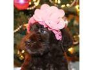 Labradoodle Puppy for sale in Ellwood City, PA, USA