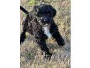 Portuguese Water Dog Puppy for sale in Tishomingo, OK, USA