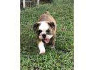 Bulldog Puppy for sale in Decatur, AL, USA