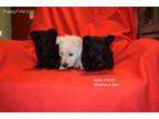 Scottish Terrier Puppy for sale in Manteca, CA, USA