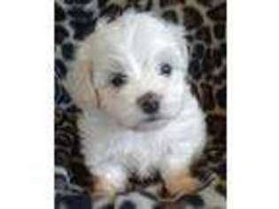 Coton de Tulear Puppy for sale in Exeter, MO, USA