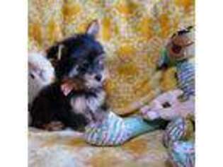 Yorkshire Terrier Puppy for sale in League City, TX, USA