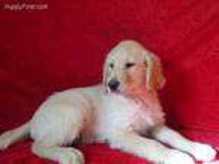 Goldendoodle Puppy for sale in Hilbert, WI, USA