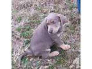 Labrador Retriever Puppy for sale in RIDGELAND, SC, USA