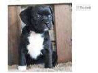Puggle Puppy for sale in Springfield, MO, USA