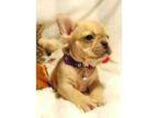 French Bulldog Puppy for sale in Gadsden, AL, USA
