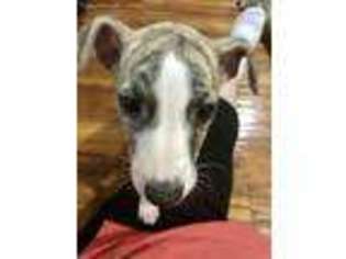 Whippet Puppy for sale in Salesville, OH, USA