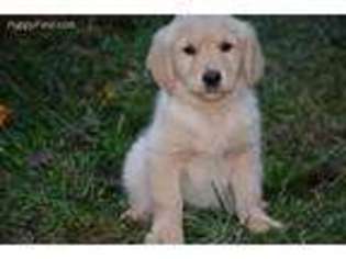 Golden Retriever Puppy for sale in Hull, GA, USA