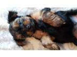 Yorkshire Terrier Puppy for sale in WOODSTOCK, GA, USA