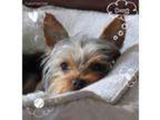 Yorkshire Terrier Puppy for sale in Pasadena, CA, USA