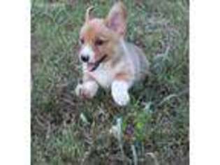 Pembroke Welsh Corgi Puppy for sale in Mountain View, AR, USA