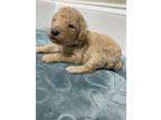 Mutt Puppy for sale in Salem, SC, USA