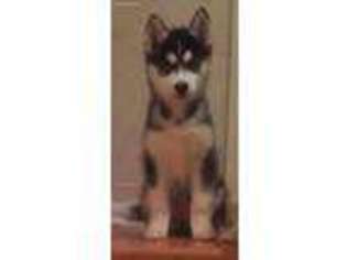 Siberian Husky Puppy for sale in Lone Wolf, OK, USA