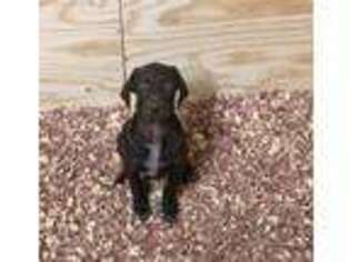 German Shorthaired Pointer Puppy for sale in Athens, AL, USA
