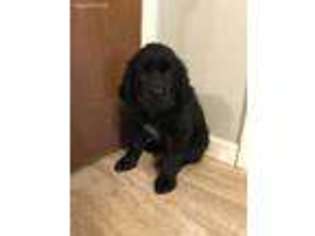 Newfoundland Puppy for sale in Mc Clure, OH, USA
