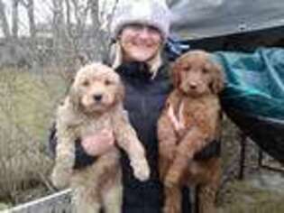 Goldendoodle Puppy for sale in Fox River Grove, IL, USA