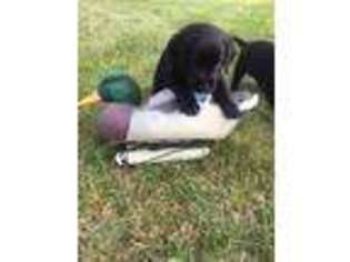 Labrador Retriever Puppy for sale in Benson, MN, USA