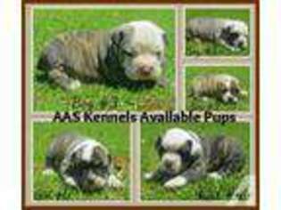 Olde English Bulldogge Puppy for sale in LEE, FL, USA