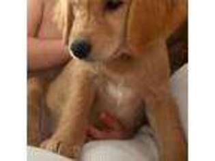 Golden Retriever Puppy for sale in Roy, WA, USA