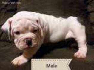 Olde English Bulldogge Puppy for sale in Pocahontas, AR, USA