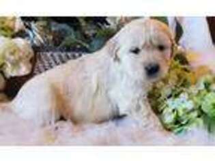 Golden Retriever Puppy for sale in Marshfield, MO, USA