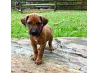 Rhodesian Ridgeback Puppy for sale in Strasburg, PA, USA
