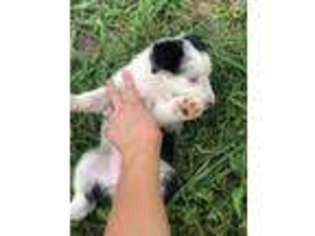 Border Collie Puppy for sale in Englewood, TN, USA